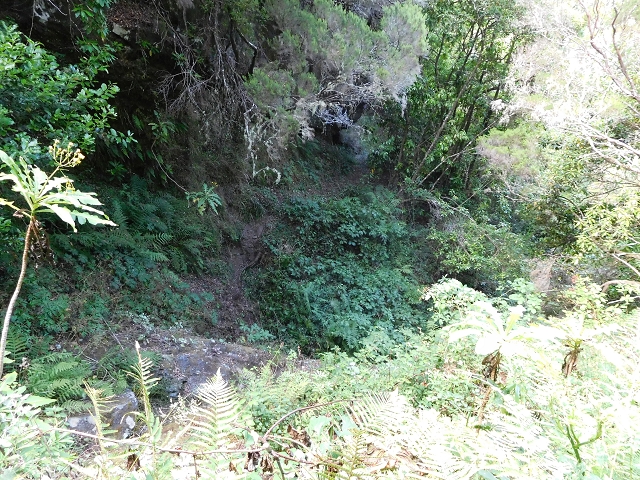 03.08.2015 Levada do Norte und Plaino Velho, Aufstieg zur Paul da Serra — Abstieg zur Levada do Norte — Foto 11