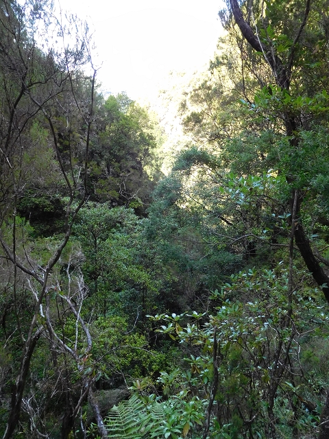 03.08.2015 Levada do Norte und Plaino Velho, Aufstieg zur Paul da Serra — Zurück auf der Levada do Norte zur Schotterpiste — Foto 1