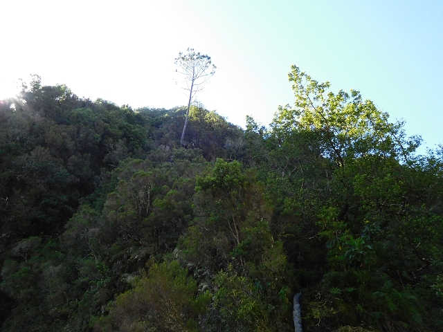 03.08.2015 Levada do Norte und Plaino Velho, Aufstieg zur Paul da Serra — Passage der östlichen Seitenastes der Ribeira do Passo — Foto 10