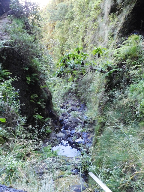 03.08.2015 Levada do Norte und Plaino Velho, Aufstieg zur Paul da Serra — Passage des westlichen Seitenastes der Ribeira do Inferno — Foto 6