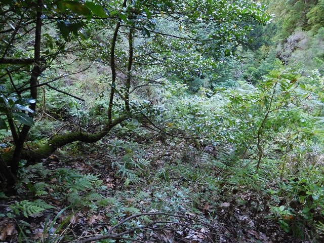 03.08.2015 Levada do Norte und Plaino Velho, Aufstieg zur Paul da Serra — Passage des westlichen Seitenastes der Ribeira do Inferno — Foto 10