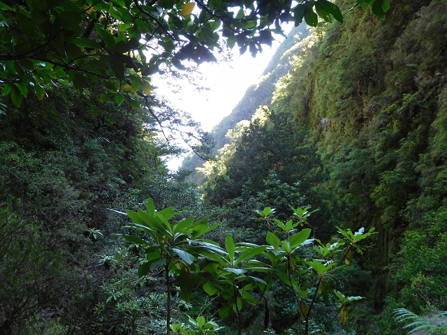 03.08.2015 Levada do Norte und Plaino Velho, Aufstieg zur Paul da Serra — Passage des westlichen Seitenastes der Ribeira do Inferno — Foto 12