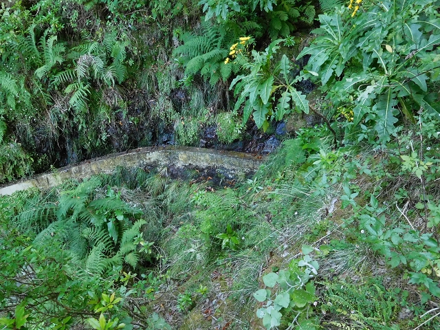 03.08.2015 Levada do Norte und Plaino Velho, Aufstieg zur Paul da Serra — Passage des westlichen Seitenastes der Ribeira do Inferno — Foto 13