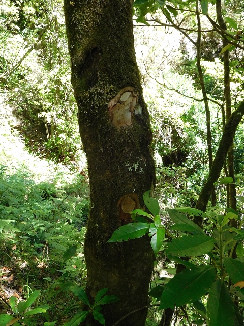 03.08.2015 Levada do Norte und Plaino Velho, Aufstieg zur Paul da Serra — Passage des westlichen Seitenastes der Ribeira do Inferno — Foto 14