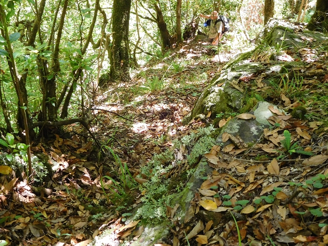 03.08.2015 Levada do Norte und Plaino Velho, Aufstieg zur Paul da Serra — Aufstieg zur Levada do Plaino Velho — Foto 6