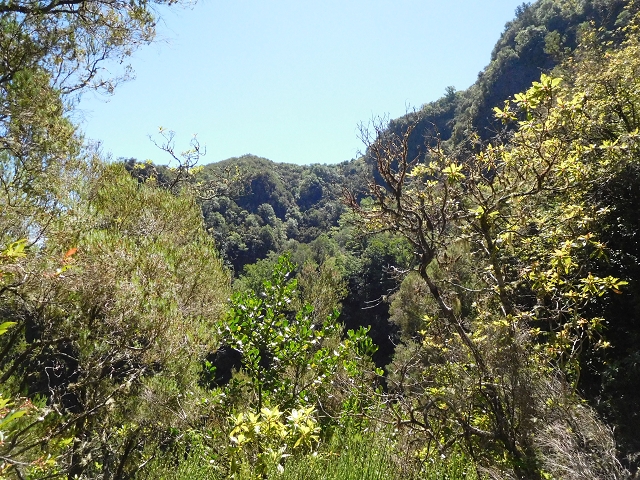 03.08.2015 Levada do Norte und Plaino Velho, Aufstieg zur Paul da Serra — Aufstieg zur Levada do Plaino Velho — Foto 7