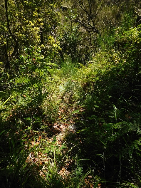 03.08.2015 Levada do Norte und Plaino Velho, Aufstieg zur Paul da Serra — Aufstieg zur Levada do Plaino Velho — Foto 8