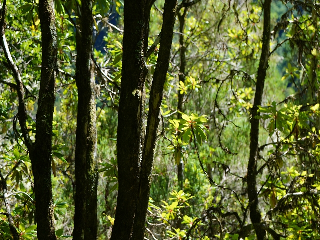 03.08.2015 Levada do Norte und Plaino Velho, Aufstieg zur Paul da Serra — Aufstieg zur Levada do Plaino Velho — Foto 9