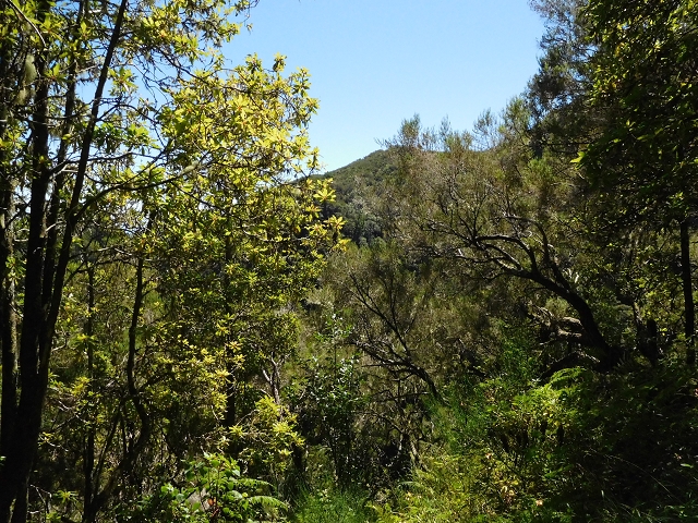 03.08.2015 Levada do Norte und Plaino Velho, Aufstieg zur Paul da Serra — Levada do Plaino Velho bis zur Madre — Foto 2