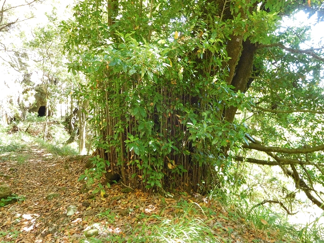 03.08.2015 Levada do Norte und Plaino Velho, Aufstieg zur Paul da Serra — Levada do Plaino Velho bis zur Madre — Foto 5