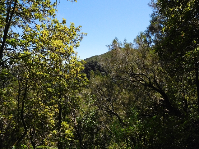 03.08.2015 Levada do Norte und Plaino Velho, Aufstieg zur Paul da Serra — Levada do Plaino Velho bis zur Madre — Foto 6