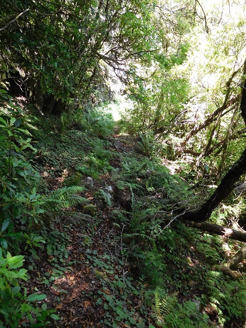 03.08.2015 Levada do Norte und Plaino Velho, Aufstieg zur Paul da Serra — Levada do Plaino Velho bis zur Madre — Foto 8