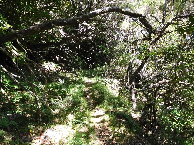 03.08.2015 Levada do Norte und Plaino Velho, Aufstieg zur Paul da Serra — Levada do Plaino Velho bis zur Madre — Foto 9
