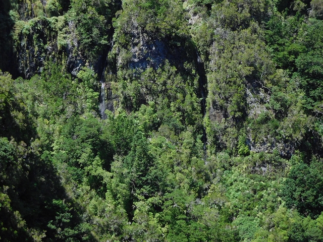 03.08.2015 Levada do Norte und Plaino Velho, Aufstieg zur Paul da Serra — Levada do Plaino Velho bis zur Madre — Foto 13