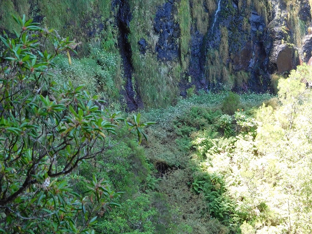 03.08.2015 Levada do Norte und Plaino Velho, Aufstieg zur Paul da Serra — Levada do Plaino Velho bis zur Madre — Foto 18