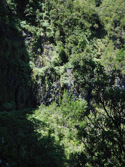 03.08.2015 Levada do Norte und Plaino Velho, Aufstieg zur Paul da Serra — Levada do Plaino Velho bis zur Madre — Foto 19