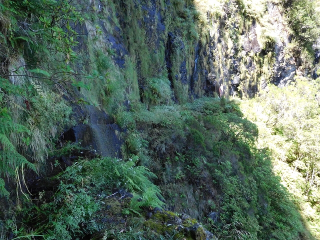 03.08.2015 Levada do Norte und Plaino Velho, Aufstieg zur Paul da Serra — Levada do Plaino Velho bis zur Madre — Foto 21