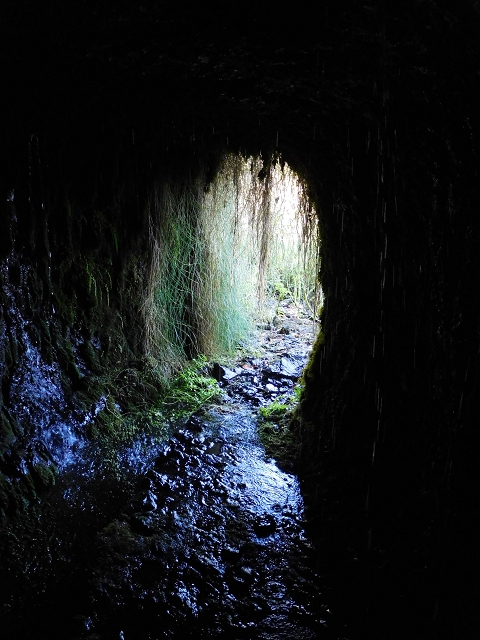 03.08.2015 Levada do Norte und Plaino Velho, Aufstieg zur Paul da Serra — Levada do Plaino Velho bis zur Madre — Foto 24