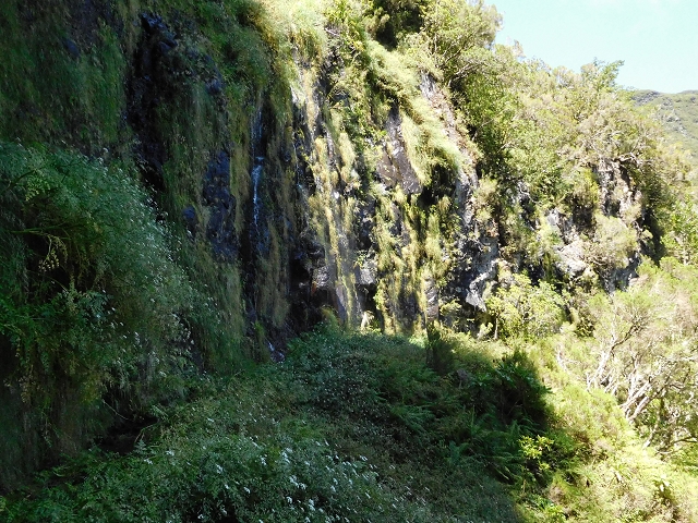 03.08.2015 Levada do Norte und Plaino Velho, Aufstieg zur Paul da Serra — Madre der Levada do Plaino Velho — Foto 1
