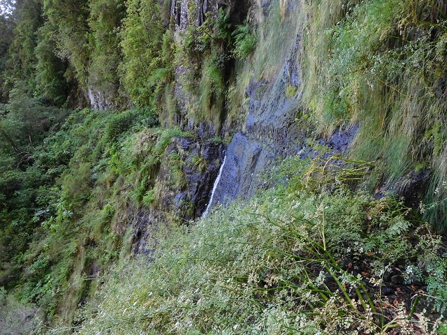 03.08.2015 Levada do Norte und Plaino Velho, Aufstieg zur Paul da Serra — Madre der Levada do Plaino Velho — Foto 2