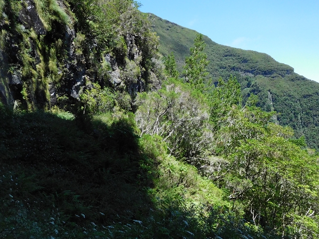 03.08.2015 Levada do Norte und Plaino Velho, Aufstieg zur Paul da Serra — Madre der Levada do Plaino Velho — Foto 5