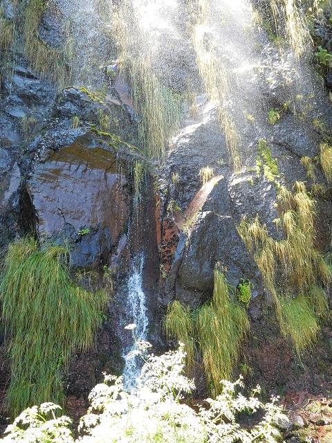 03.08.2015 Levada do Norte und Plaino Velho, Aufstieg zur Paul da Serra — Madre der Levada do Plaino Velho — Foto 8