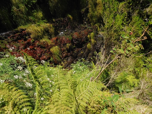 03.08.2015 Levada do Norte und Plaino Velho, Aufstieg zur Paul da Serra — Madre der Levada do Plaino Velho — Foto 11