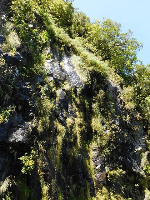 03.08.2015 Levada do Norte und Plaino Velho, Aufstieg zur Paul da Serra — Madre der Levada do Plaino Velho — Foto 12