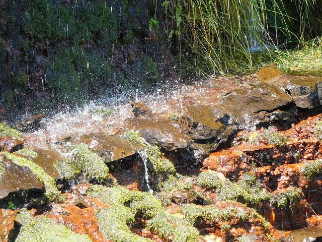 03.08.2015 Levada do Norte und Plaino Velho, Aufstieg zur Paul da Serra — Madre der Levada do Plaino Velho — Foto 14