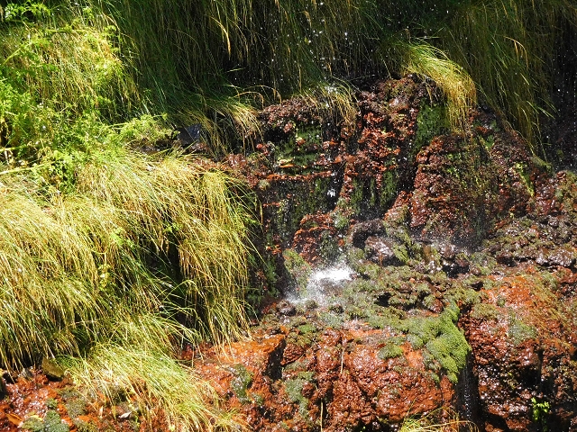 03.08.2015 Levada do Norte und Plaino Velho, Aufstieg zur Paul da Serra — Madre der Levada do Plaino Velho — Foto 15
