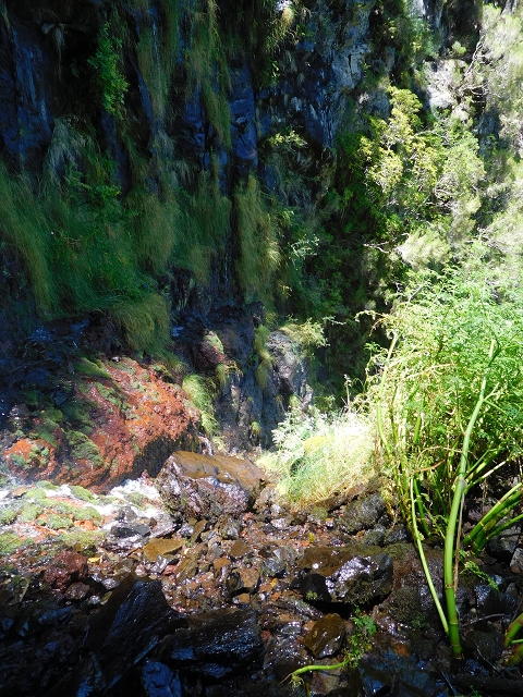 03.08.2015 Levada do Norte und Plaino Velho, Aufstieg zur Paul da Serra — Madre der Levada do Plaino Velho — Foto 16