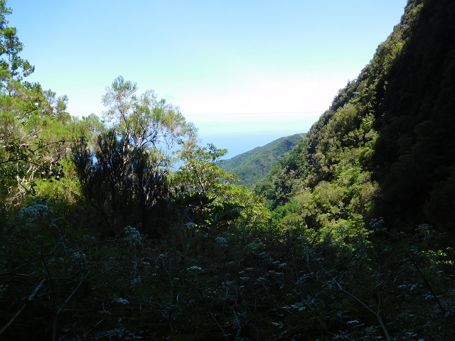 03.08.2015 Levada do Norte und Plaino Velho, Aufstieg zur Paul da Serra — Madre der Levada do Plaino Velho — Foto 17