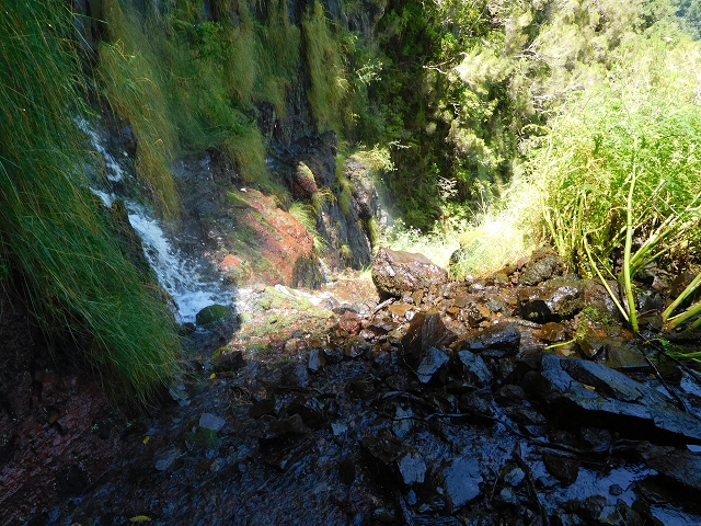 03.08.2015 Levada do Norte und Plaino Velho, Aufstieg zur Paul da Serra — Madre der Levada do Plaino Velho — Foto 18