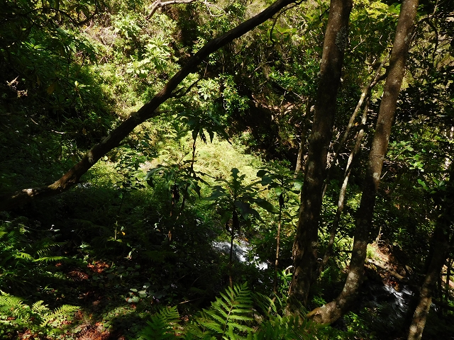 03.08.2015 Levada do Norte und Plaino Velho, Aufstieg zur Paul da Serra — Aufstieg zur Paul da Serra — Foto 2