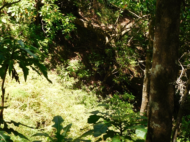 03.08.2015 Levada do Norte und Plaino Velho, Aufstieg zur Paul da Serra — Aufstieg zur Paul da Serra — Foto 3