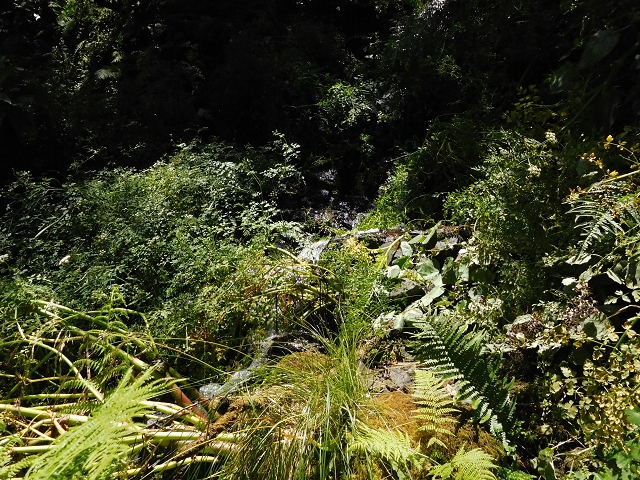 03.08.2015 Levada do Norte und Plaino Velho, Aufstieg zur Paul da Serra — Aufstieg zur Paul da Serra — Foto 4
