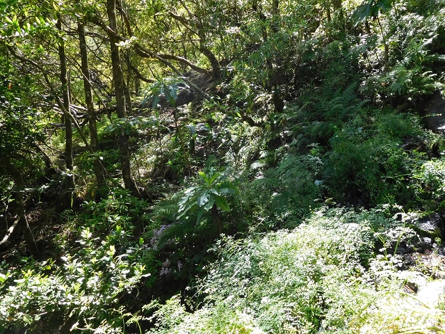 03.08.2015 Levada do Norte und Plaino Velho, Aufstieg zur Paul da Serra — Aufstieg zur Paul da Serra — Foto 5