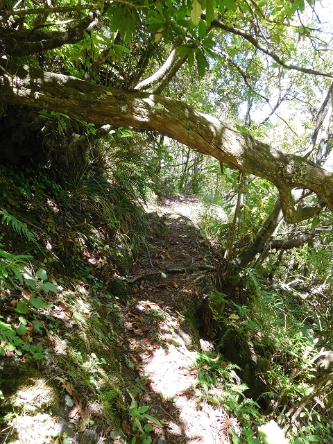 03.08.2015 Levada do Norte und Plaino Velho, Aufstieg zur Paul da Serra — Aufstieg zur Paul da Serra — Foto 6