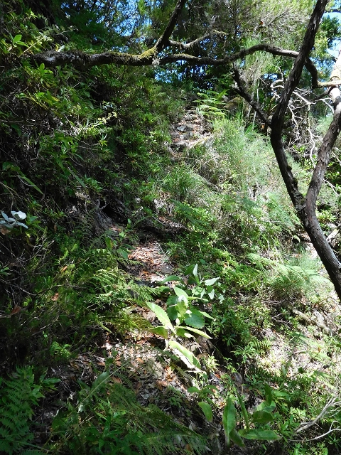 03.08.2015 Levada do Norte und Plaino Velho, Aufstieg zur Paul da Serra — Aufstieg zur Paul da Serra — Foto 8