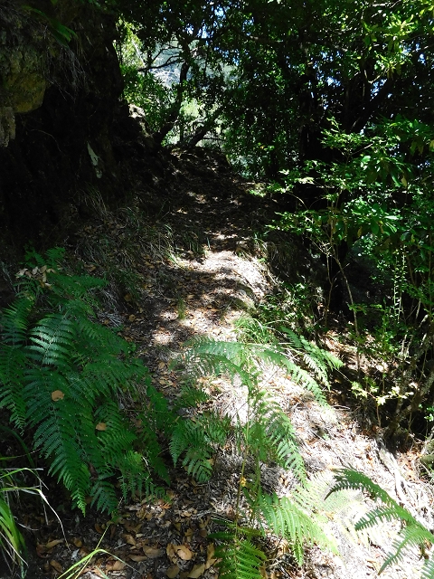 03.08.2015 Levada do Norte und Plaino Velho, Aufstieg zur Paul da Serra — Aufstieg zur Paul da Serra — Foto 10