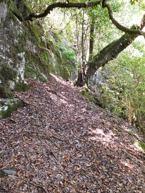 03.08.2015 Levada do Norte und Plaino Velho, Aufstieg zur Paul da Serra — Aufstieg zur Paul da Serra — Foto 12