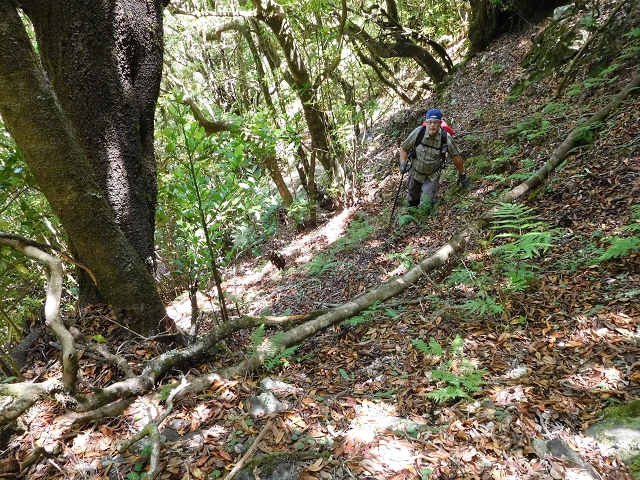 03.08.2015 Levada do Norte und Plaino Velho, Aufstieg zur Paul da Serra — Aufstieg zur Paul da Serra — Foto 17