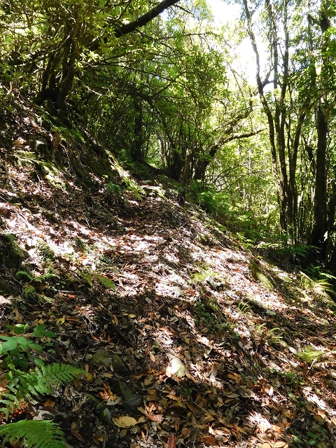 03.08.2015 Levada do Norte und Plaino Velho, Aufstieg zur Paul da Serra — Aufstieg zur Paul da Serra — Foto 18