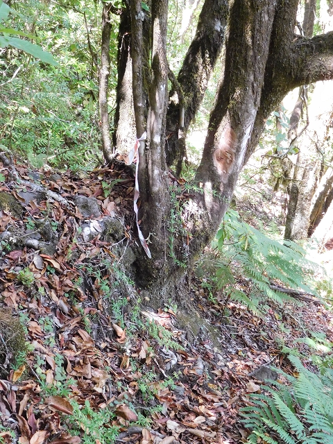 03.08.2015 Levada do Norte und Plaino Velho, Aufstieg zur Paul da Serra — Aufstieg zur Paul da Serra — Foto 19
