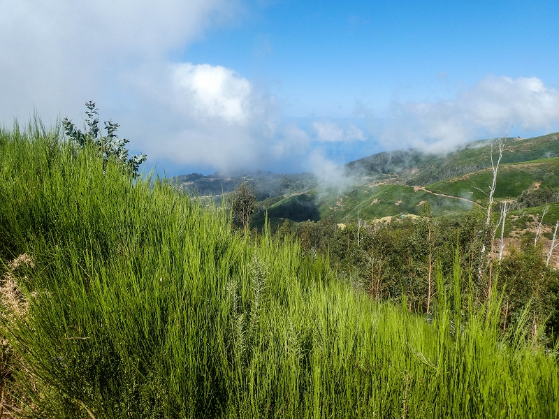 3 August 2021 Under the wind turbines — As far as the levada steps — photo 3