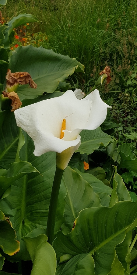04.05.2019 Einlaufrunde auf dem Caniço-Trail um Garajau — Auf der Levada da Azenha — Foto 7