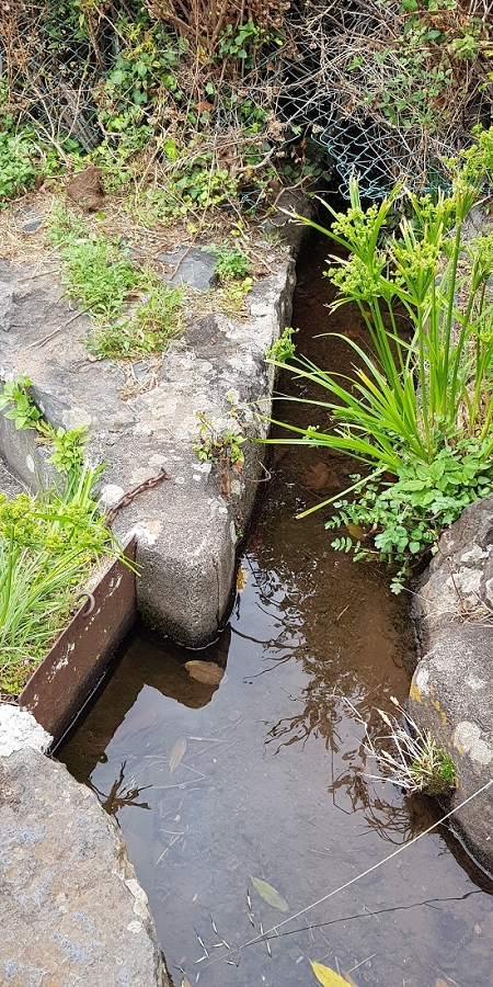 04.05.2019 Einlaufrunde auf dem Caniço-Trail um Garajau — Auf der Levada da Azenha — Foto 9