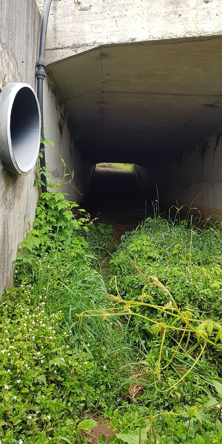 04.05.2019 Einlaufrunde auf dem Caniço-Trail um Garajau — Die Bachunterführung der Ribeira do Livramento — Foto 6