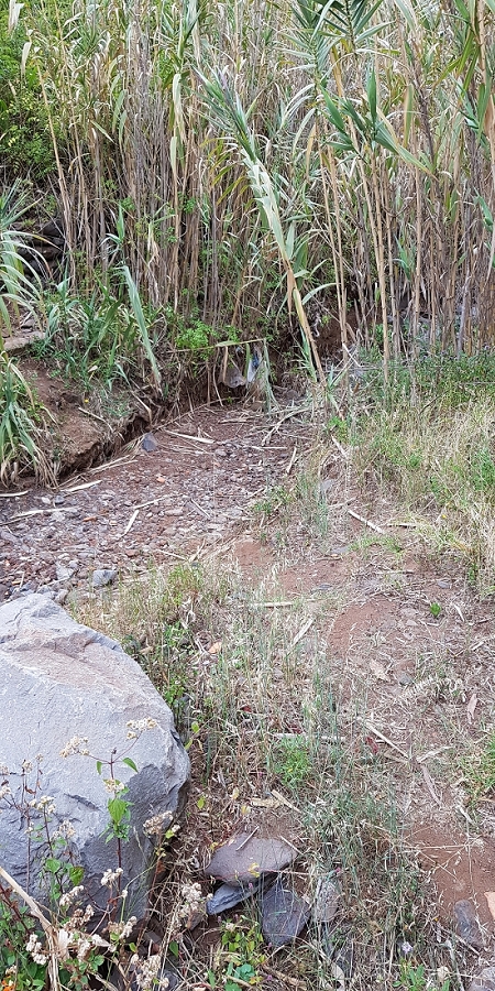 04.05.2019 Einlaufrunde auf dem Caniço-Trail um Garajau — Auf Wegen, Levadas, Trampelpfaden und über Bachbette zurück zum Ausgangspunkt — Foto 8