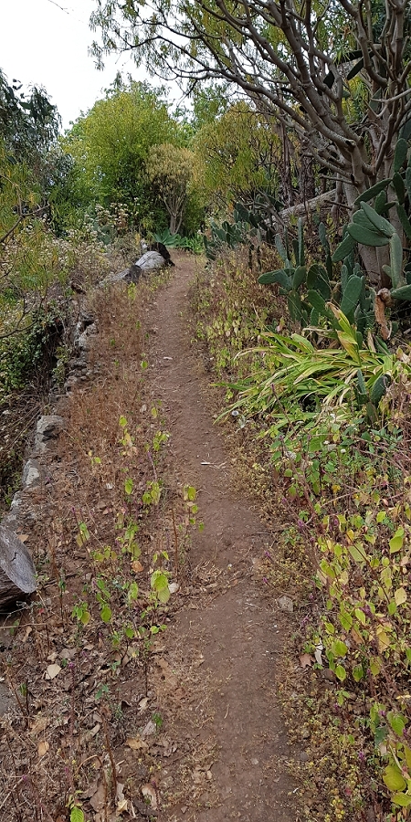 04.05.2019 Einlaufrunde auf dem Caniço-Trail um Garajau — Auf Wegen, Levadas, Trampelpfaden und über Bachbette zurück zum Ausgangspunkt — Foto 10